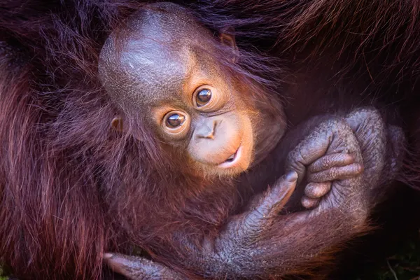 Indy Zoo Marks Baby Orangutan Edi’s First Birthday, Highlighting Care, Training and Conservation Education Efforts